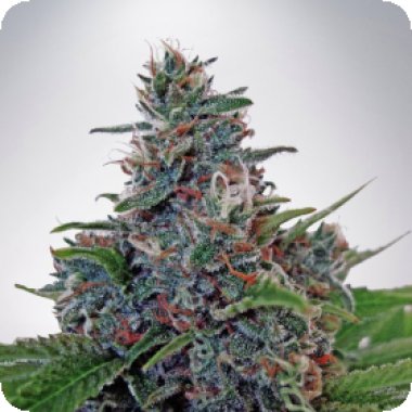 Ministry Of Cannabis Seeds Auto Blue Amnesia