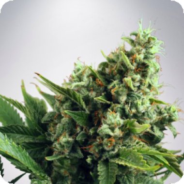 Ministry Of Cannabis Seeds Auto White Widow
