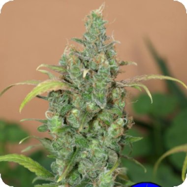 Next Generation Cannabis Seeds Auto Ak