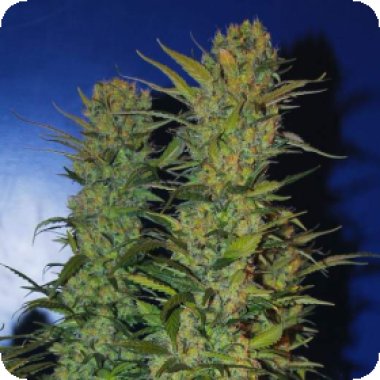 Nirvana Cannabis Seeds Ak 48