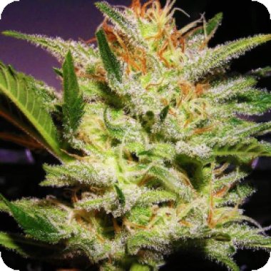 Nirvana Cannabis Seeds Amnesia