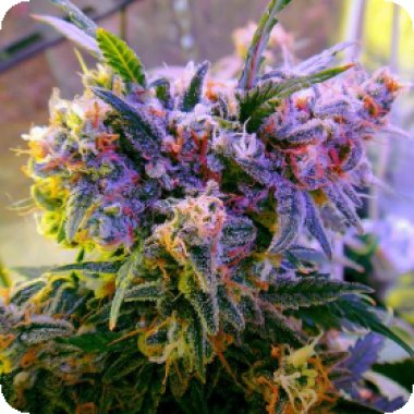 Nirvana Cannabis Seeds Aurora Indica Auto