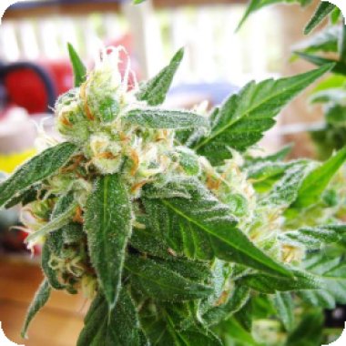 Nirvana Cannabis Seeds Auto Ak 48