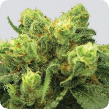 Nirvana Cannabis Seeds Big Bud