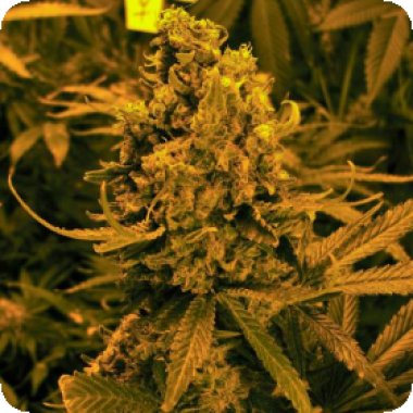 Nirvana Cannabis Seeds Blueberry Kush Auto
