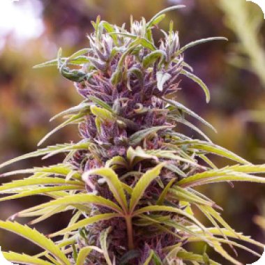 Nirvana Cannabis Seeds Durban Poison