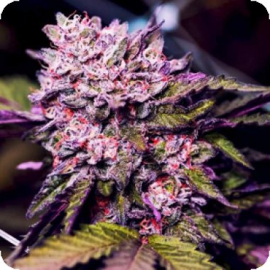 Nirvana Cannabis Seeds Gelato Auto