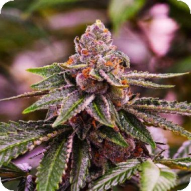 Nirvana Cannabis Seeds Girl Scout Cookies Auto