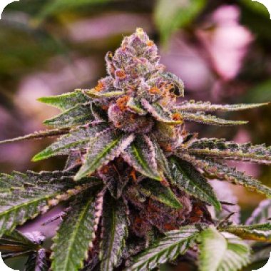 Nirvana Cannabis Seeds Girl Scout Cookies