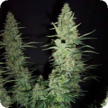 Nirvana Cannabis Seeds Hawaii Maui Waui Auto