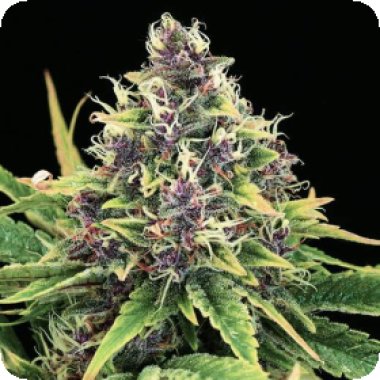 Nirvana Cannabis Seeds Hindu Kush Auto