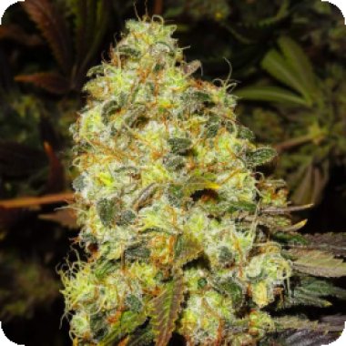 Nirvana Cannabis Seeds Ice Auto