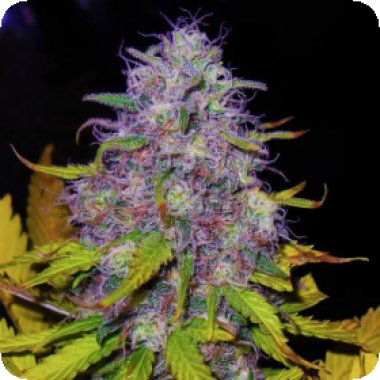 Nirvana Cannabis Seeds Jock Horror