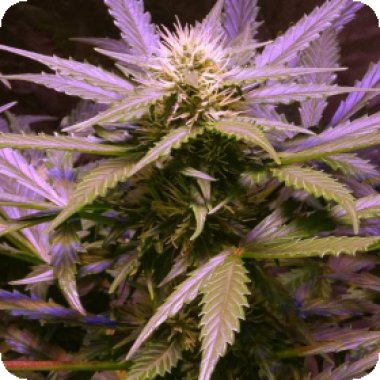 Nirvana Cannabis Seeds Lemon Og Haze