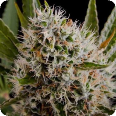 Nirvana Cannabis Seeds Lithium Og Kush Auto