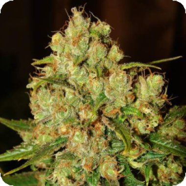 Nirvana Cannabis Seeds Master Kush Auto