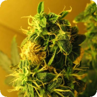 Nirvana Cannabis Seeds Northern Lights Auto