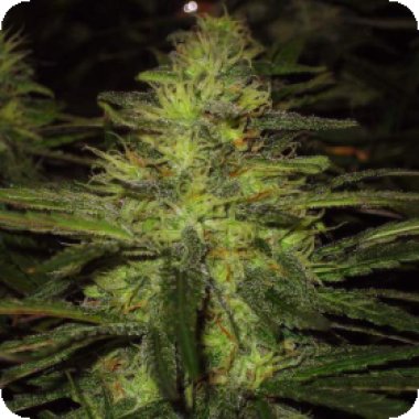 Nirvana Cannabis Seeds Northern Lights