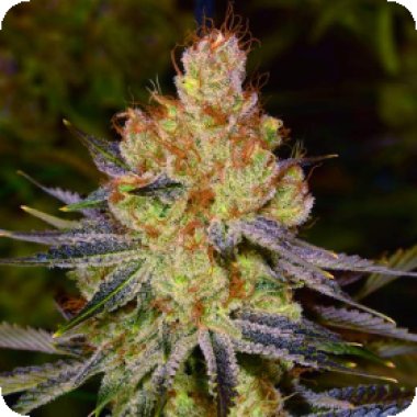 Nirvana Cannabis Seeds Orange Bud