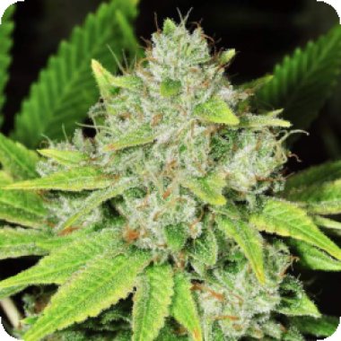 Nirvana Cannabis Seeds Original Glue