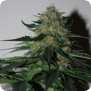 Nirvana Cannabis Seeds Pure Power Plant Auto
