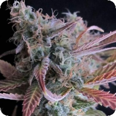 Nirvana Cannabis Seeds Raspberry Cough Auto