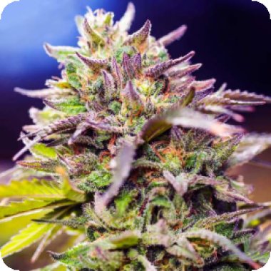 Nirvana Cannabis Seeds Skunk 1