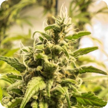 Nirvana Cannabis Seeds Somango Xxl
