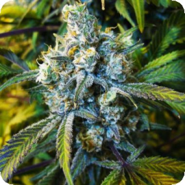 Nirvana Cannabis Seeds Super Silver Haze