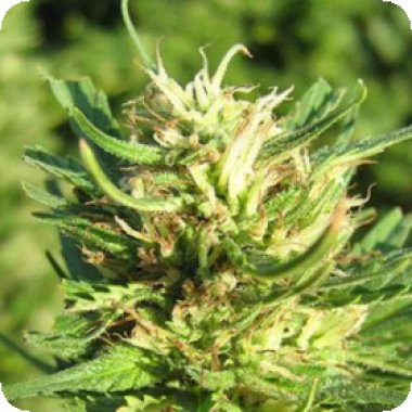 Nirvana Cannabis Seeds Super Skunk