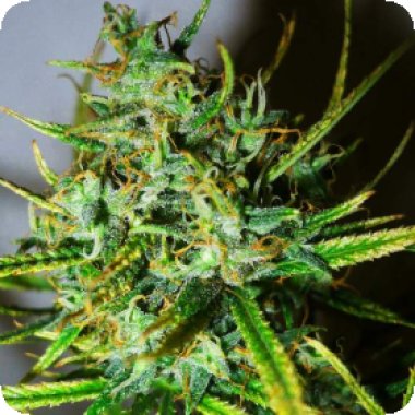 Nirvana Cannabis Seeds Top 44 Auto