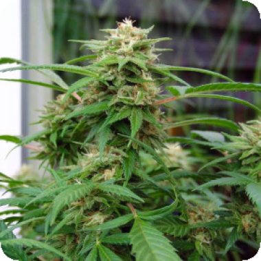 Nirvana Cannabis Seeds White Rhino