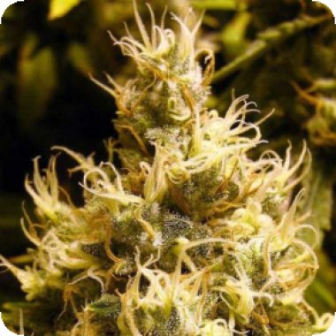 Nirvana Cannabis Seeds Wonder Woman