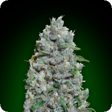 Oo Cannabis Seeds Auto Afghan Mass Xxl