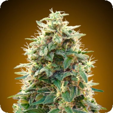 Oo Cannabis Seeds Auto Oo Cheese