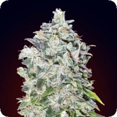 Oo Cannabis Seeds Auto Oo Kush