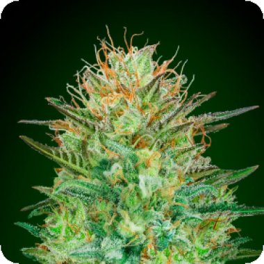 Oo Cannabis Seeds Auto Sweet Critical