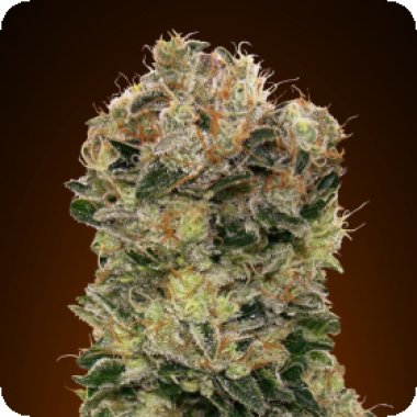 Oo Cannabis Seeds Auto Sweet Soma