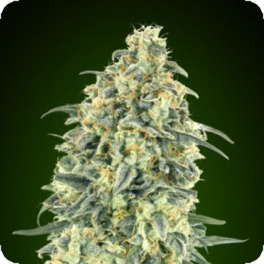 Oo Cannabis Seeds Auto White Widow Xxl