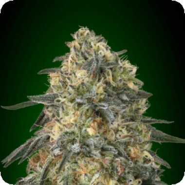 Oo Cannabis Seeds Gorilla