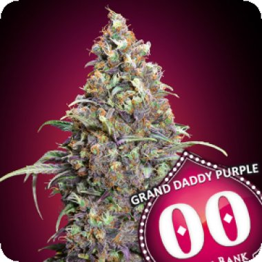 Oo Cannabis Seeds Grand Daddy Purple