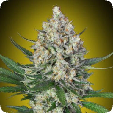 Oo Cannabis Seeds Lemon Og