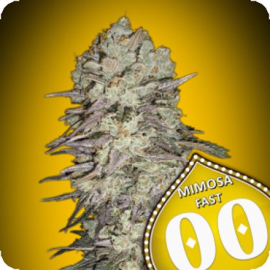 Oo Cannabis Seeds Mimosa Fast