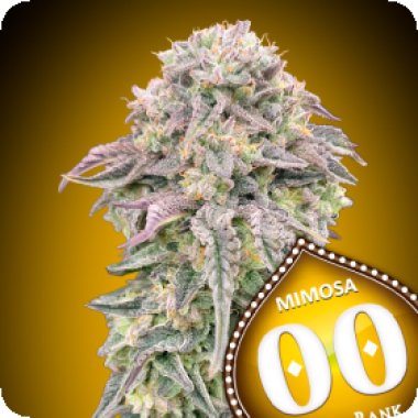 Oo Cannabis Seeds Mimosa