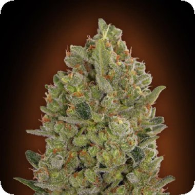 Oo Cannabis Seeds Oo Cheese