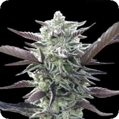 Oo Cannabis Seeds Oreoz