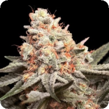 Oo Cannabis Seeds Rainbow Mints
