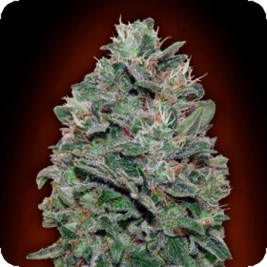 Oo Cannabis Seeds Sweet Soma