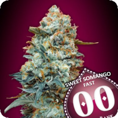 Oo Cannabis Seeds Sweet Somango Fast Version