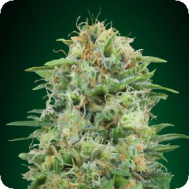 Oo Cannabis Seeds White Widow Cbd